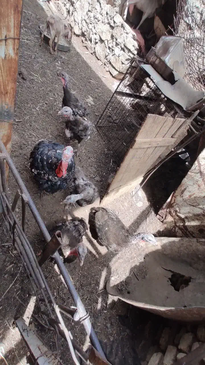 معاوضه بوقلمون با چوری|حیوانات مزرعه|مهریز, |دیوار