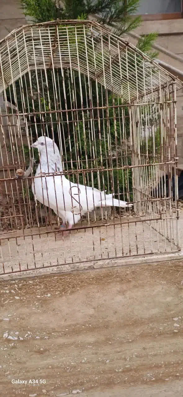 کبوتر|پرنده|لشت نشا, |دیوار