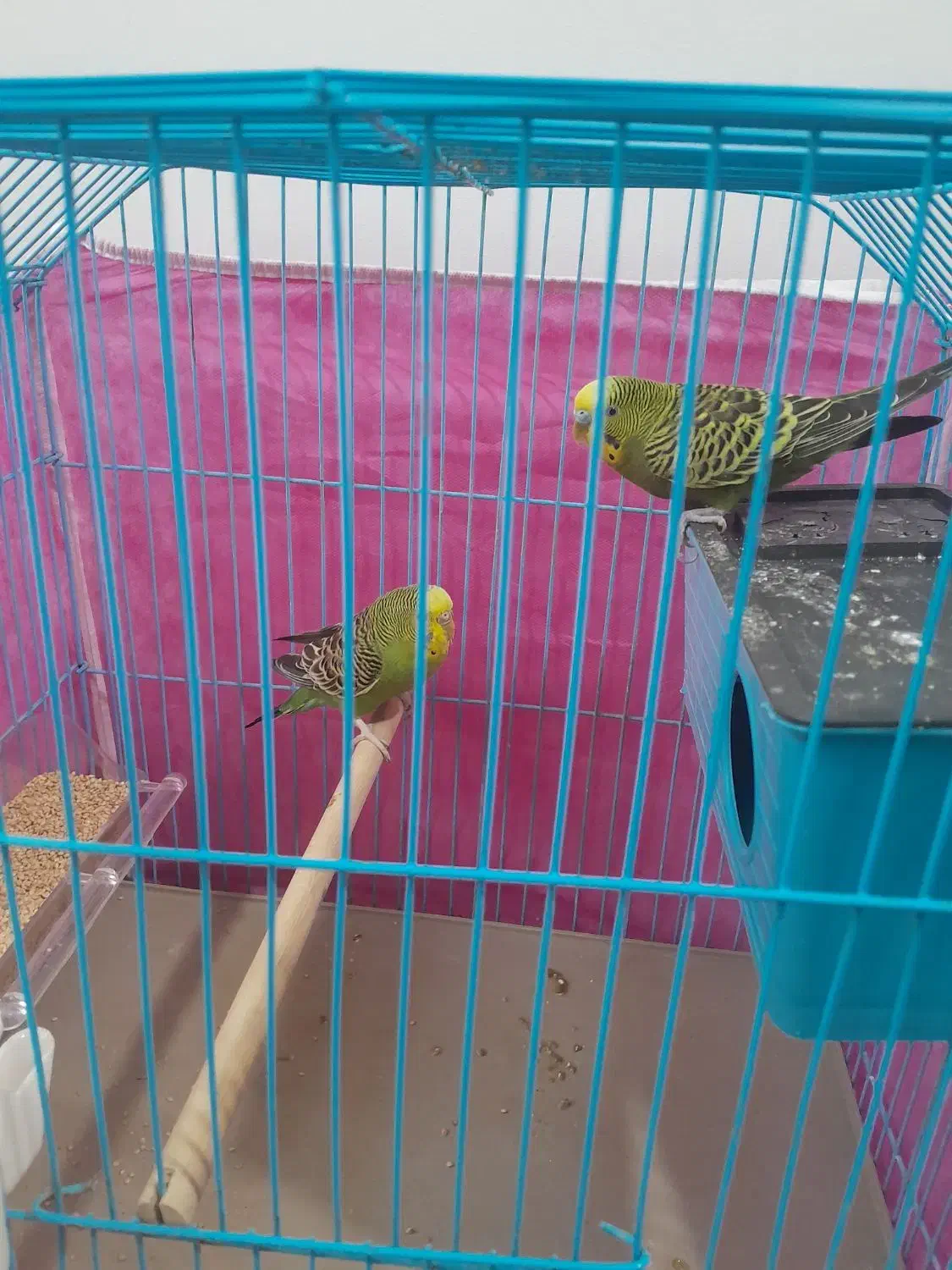 مرغ عشق|پرنده|مسجد سلیمان, |دیوار