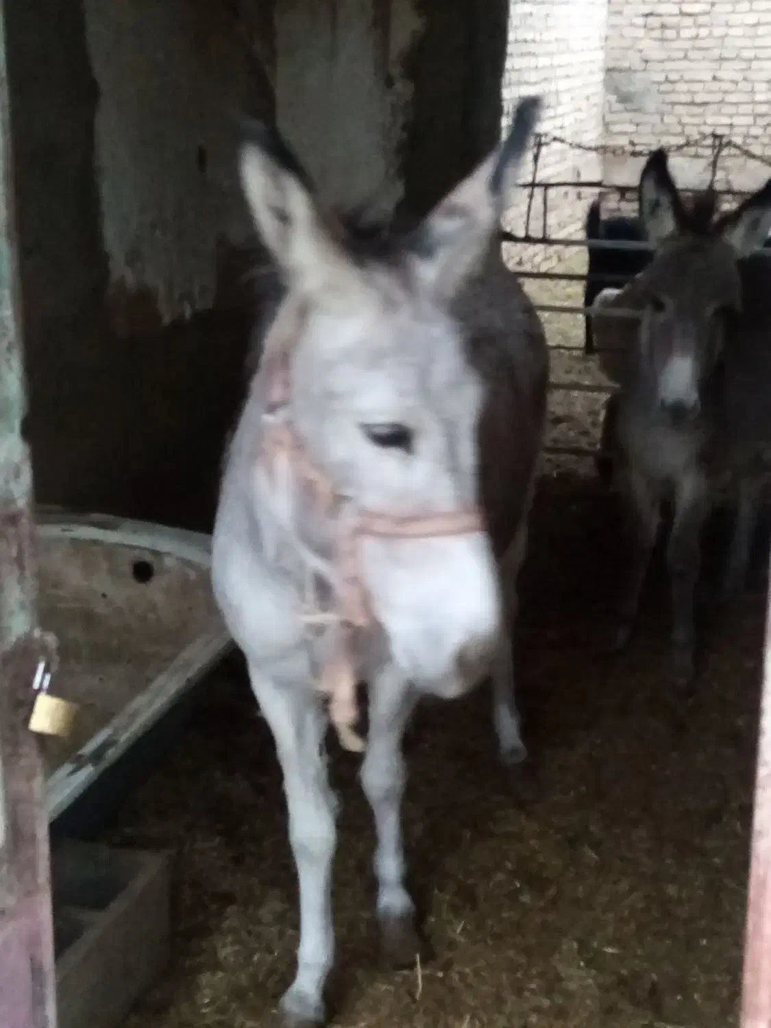 الاغ با کره|حیوانات مزرعه|مهریز, |دیوار