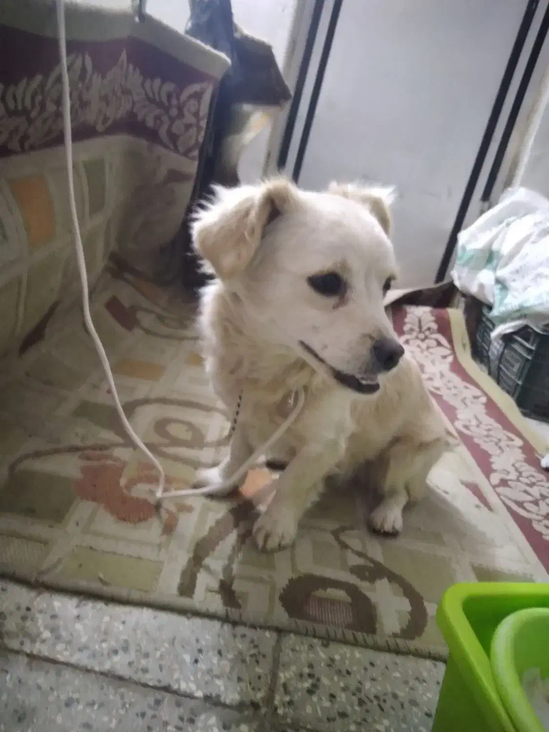 سگ پا کوتاه|سگ|اسفراین, |دیوار