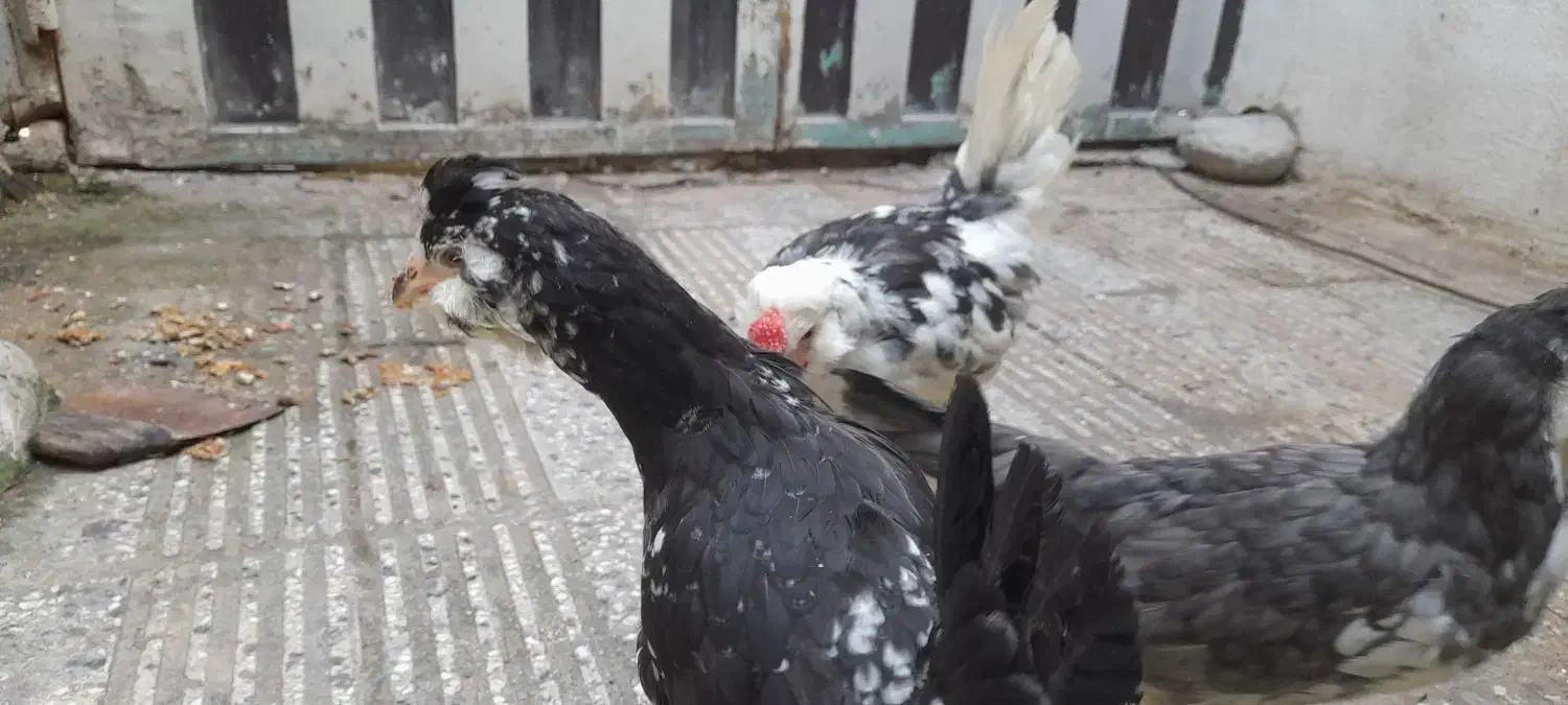 نیمچه مرغ و خروس گلین چهلتاج ریش کاکل|حیوانات مزرعه|گرگان, |دیوار