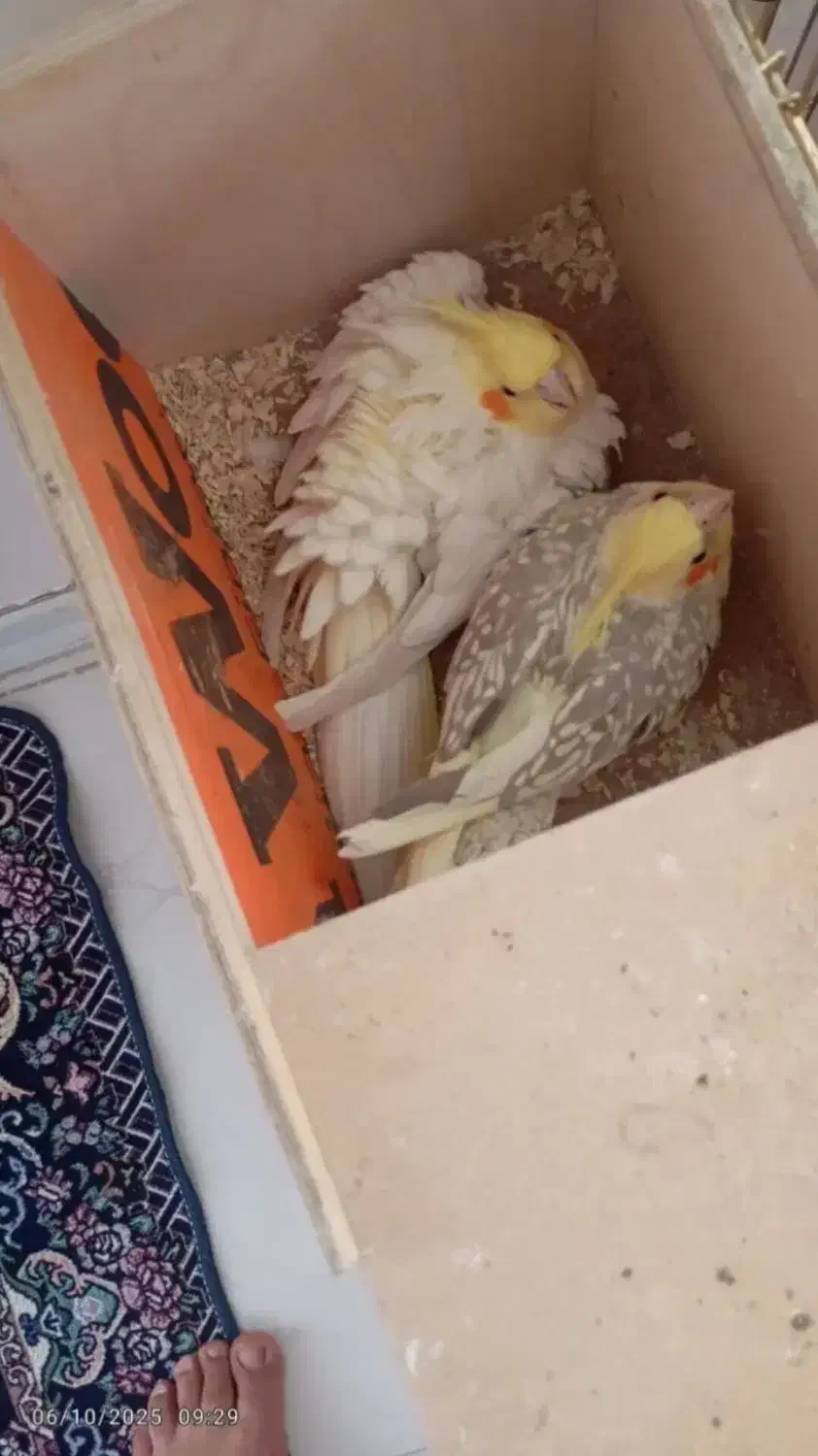 عروس هلندی نرماده|پرنده|شهریار, دهشاد پائین|دیوار