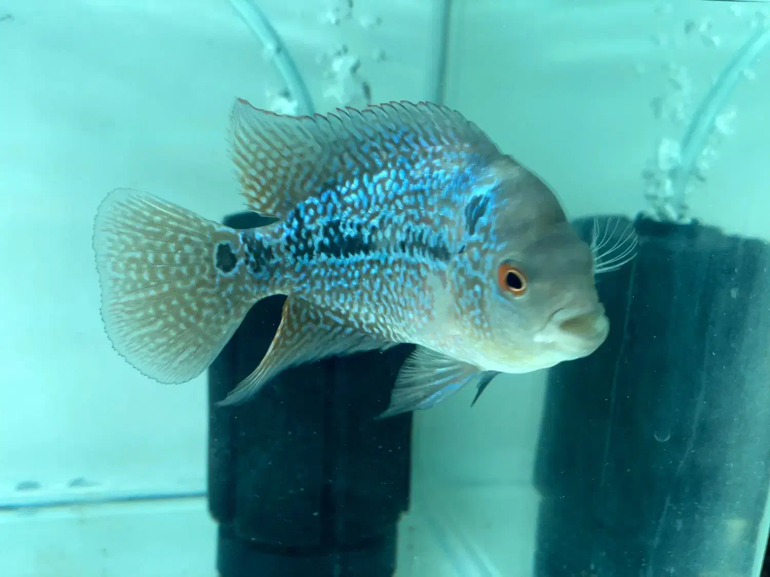 فلاور|ماهی|تربت‌حیدریه, مظفریه|دیوار