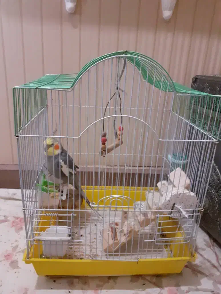 عروس هلندی|پرنده|آستارا, |دیوار