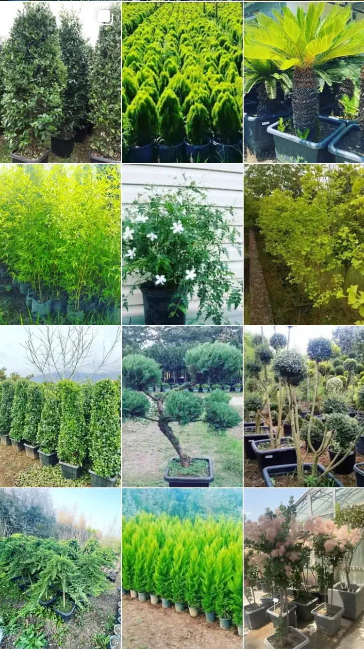 طراحی و اجرای فضای سبز ( انواع درختان تزئینی )|خدمات باغبانی و درختکاری|تهران, پاسداران|دیوار