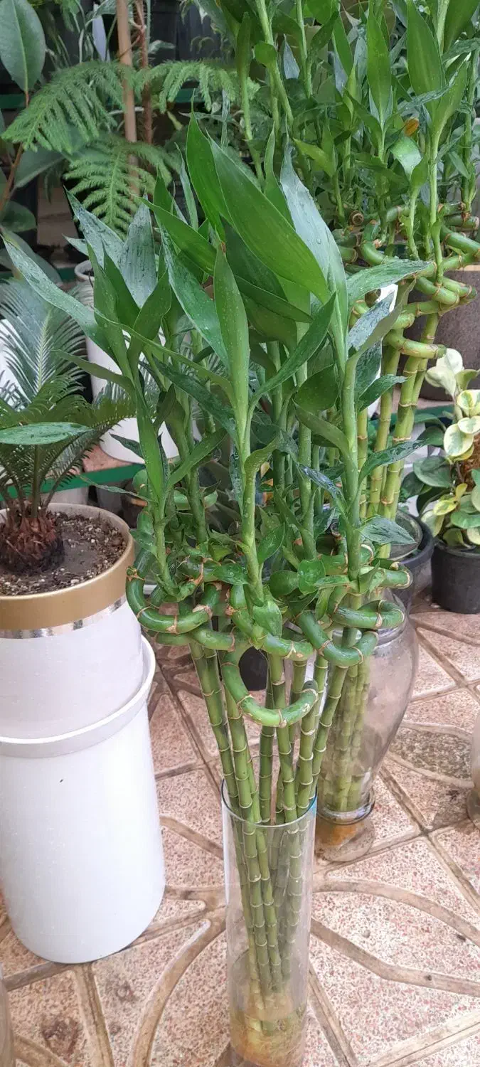 گل آپارتمانی بنت به خاطر روز مادر ارزون زدم|گل و گیاه طبیعی|تبریز, |دیوار