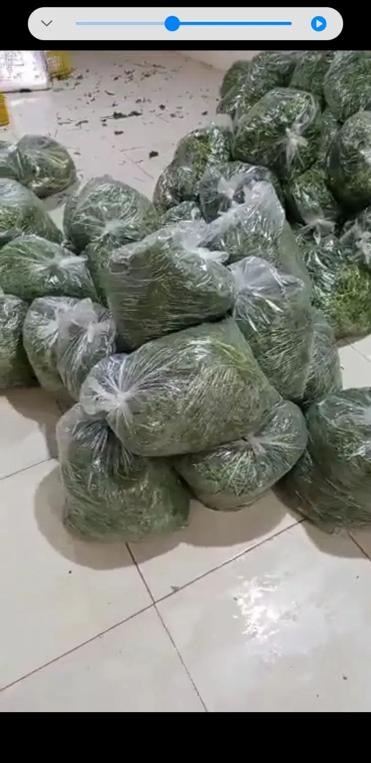 پخش سبزی بامجوز|خوردنی و آشامیدنی|باقرشهر, |دیوار