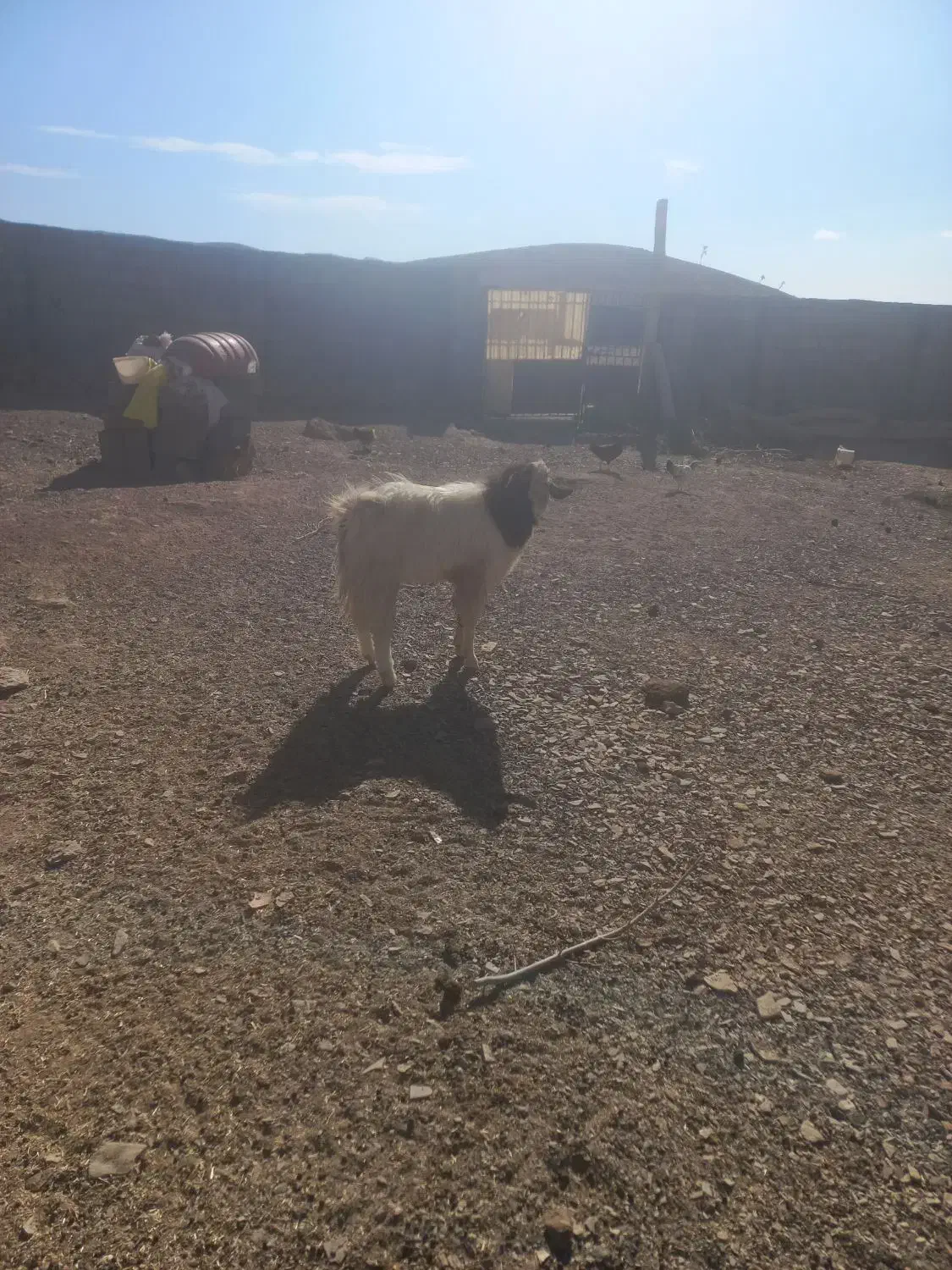 دو عدد بزغاله نر توافقی|حیوانات مزرعه|مود, |دیوار