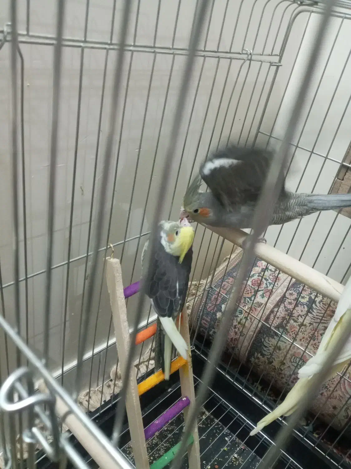 جوجه عروس هلندی|پرنده|بومهن, |دیوار