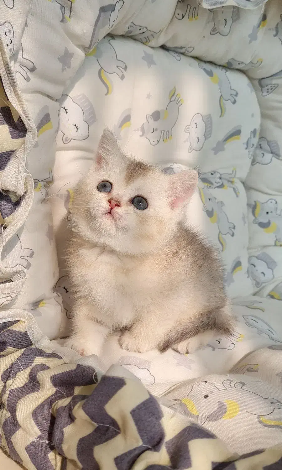 بریتیش شورت هیر|گربه|تهران, شهرک آزمایش|دیوار