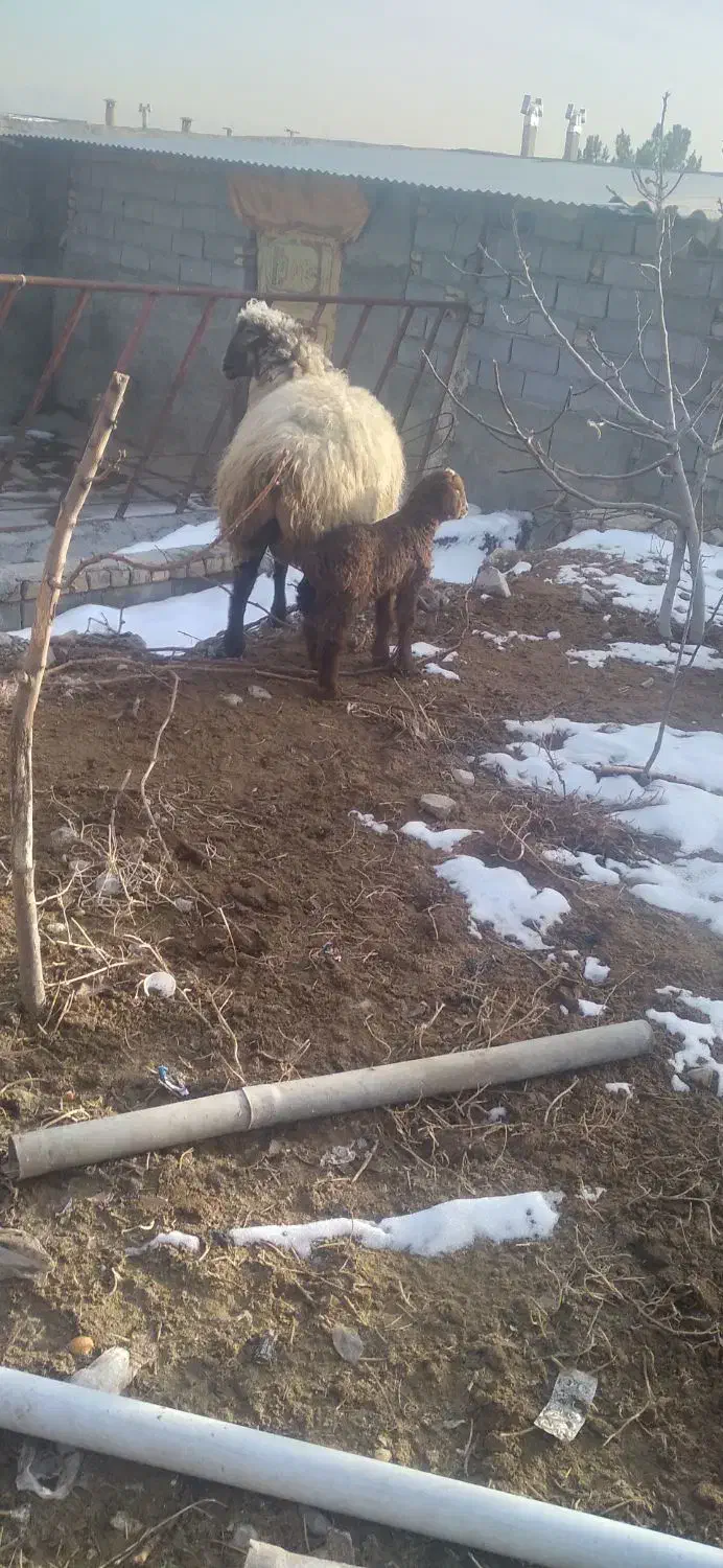 میش بره دار دورگ|حیوانات مزرعه|بجنورد, |دیوار