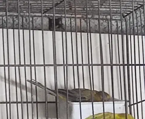 قناری ماده جفتی سهره اماده کارداده|پرنده|تهران, شهرک ابوذر|دیوار