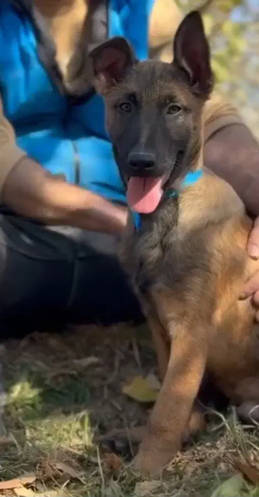 توله نر سه ماه بلژین مالینویز|سگ|قدس, شهر‌قدس|دیوار