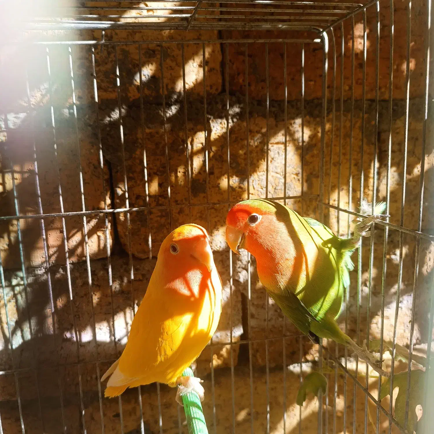 عروس هلندی،طوطی برزیلی،مرغ عشق|پرنده|سنندج, |دیوار