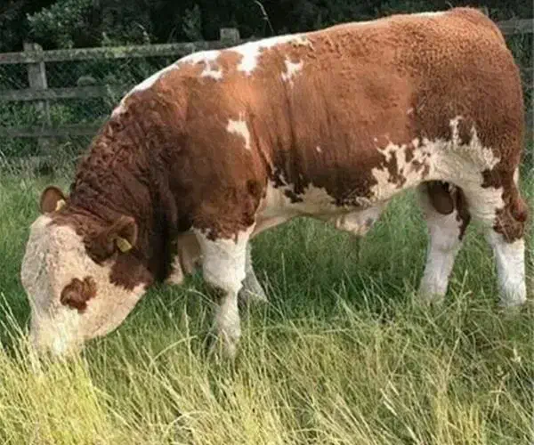 آماده استارت پروار|حیوانات مزرعه|بجنورد, |دیوار