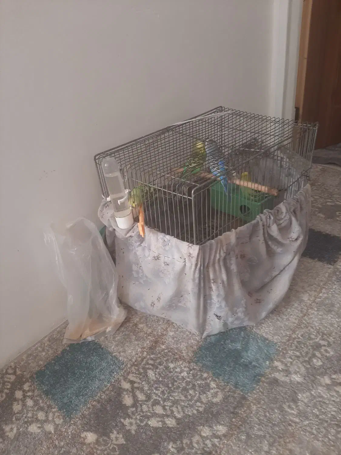 ۸عدد پرنده مرغ عشق|پرنده|الوند, |دیوار