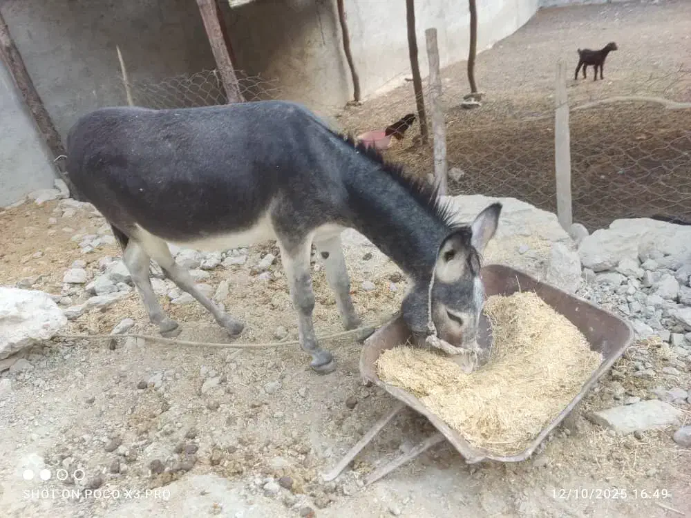 خر الاغ|حیوانات مزرعه|برازجان, |دیوار