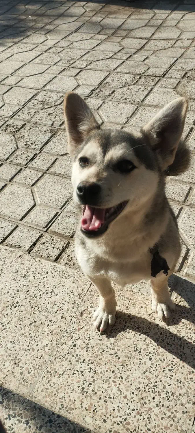 واگذاری سگ|سگ|نیشابور, فضل|دیوار