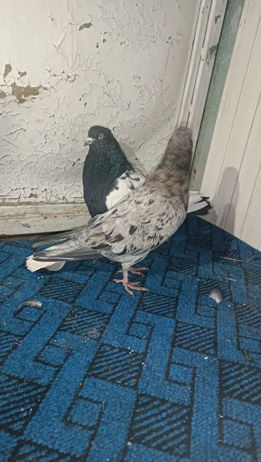 کبوتر و قناری|پرنده|کرمان, |دیوار