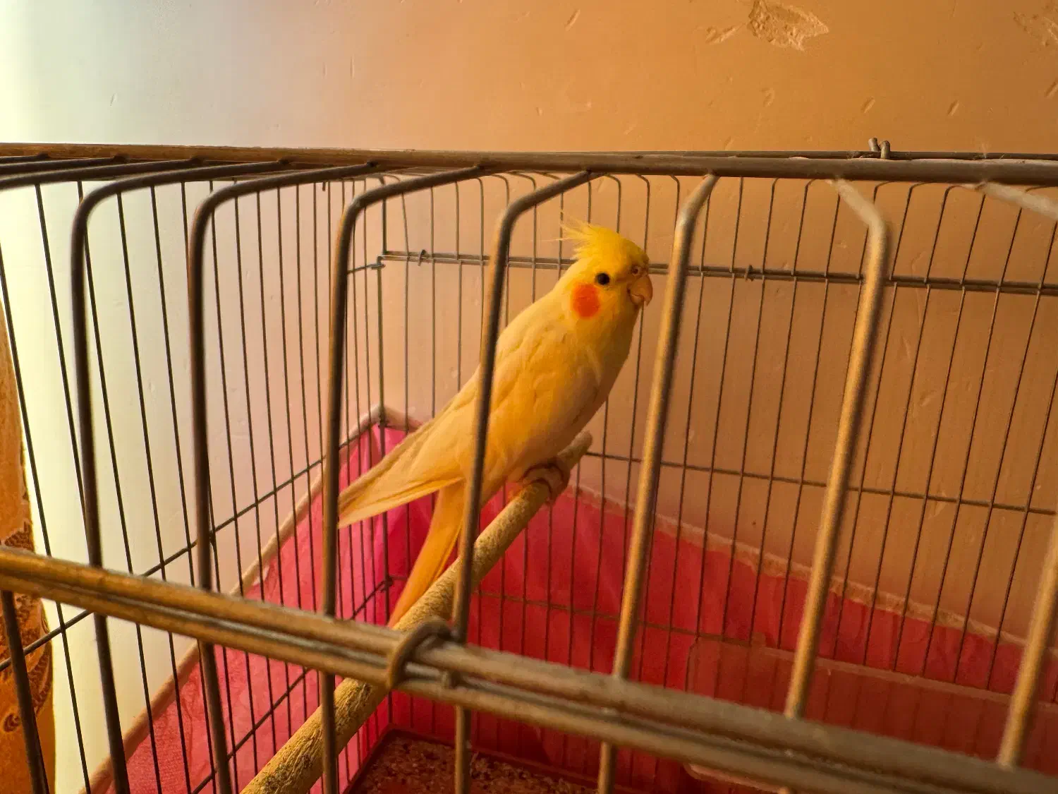 پرنده|پرنده|فراشبند, |دیوار