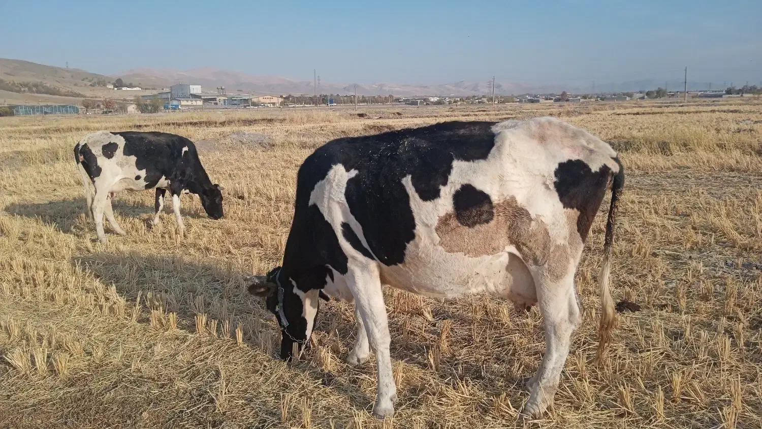 گاو شیری|حیوانات مزرعه|شیروان (لرستان), |دیوار