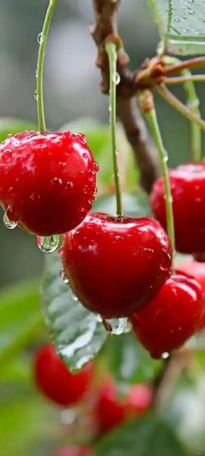 کارسود|کارت هدیه و تخفیف|خلخال, |دیوار