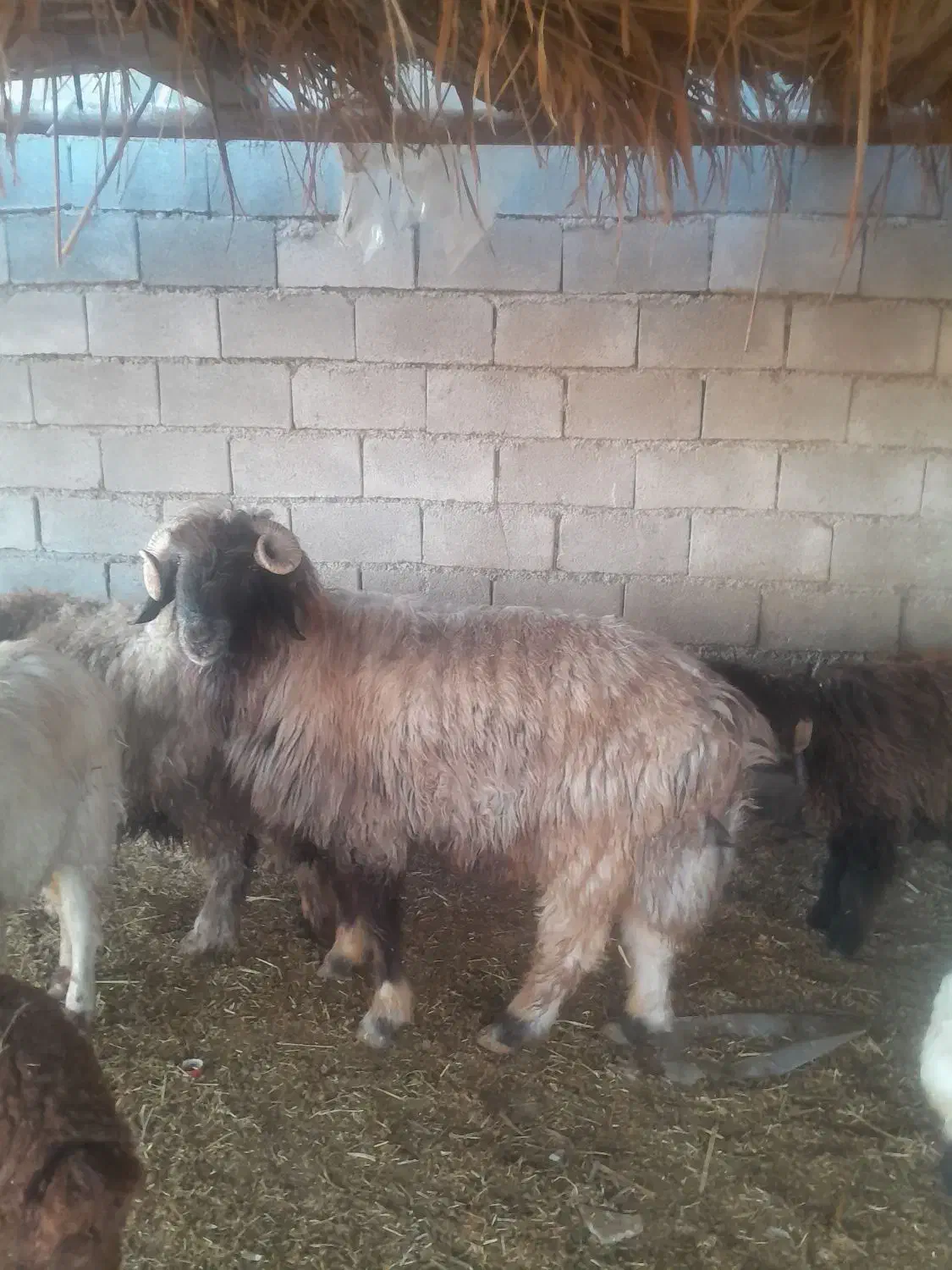 ۱عددنرمیش|حیوانات مزرعه|شوشتر, |دیوار