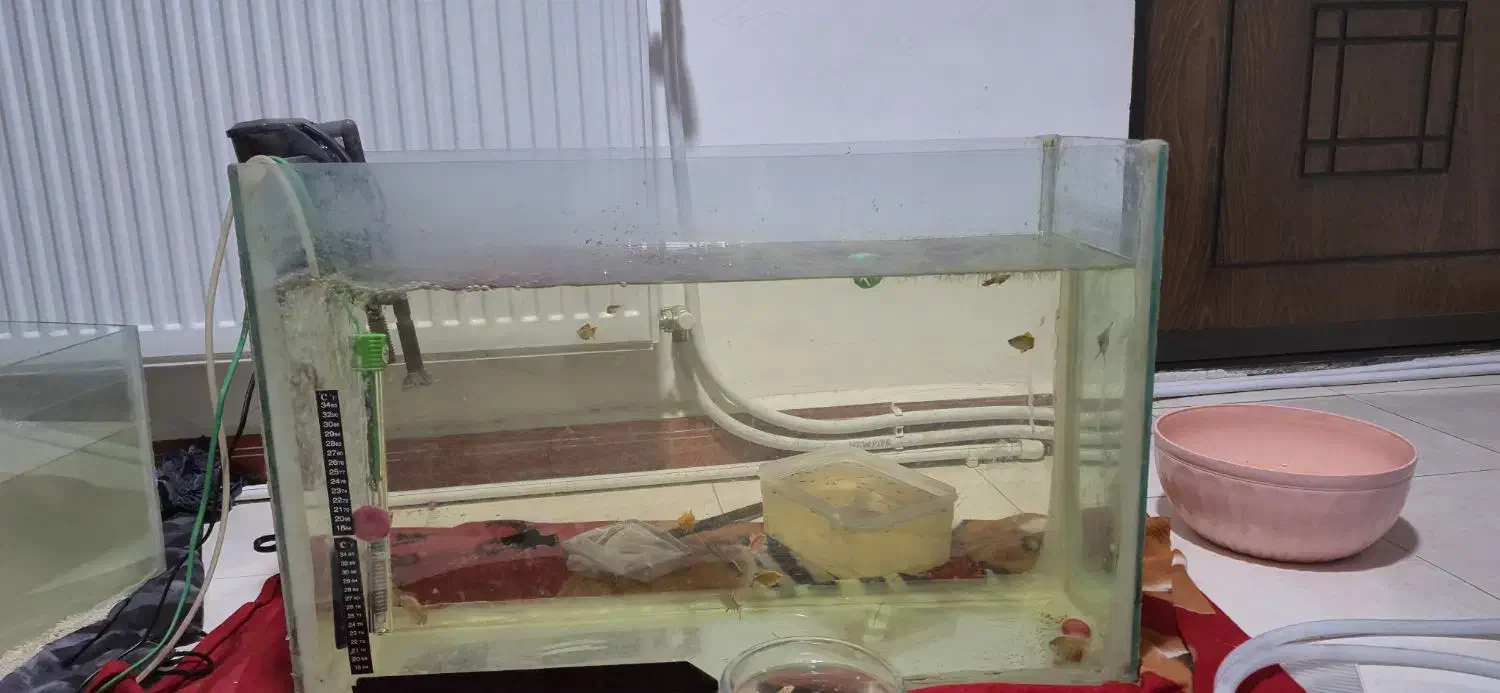 دو آکواریوم نو نو|ماهی|ایوان, |دیوار