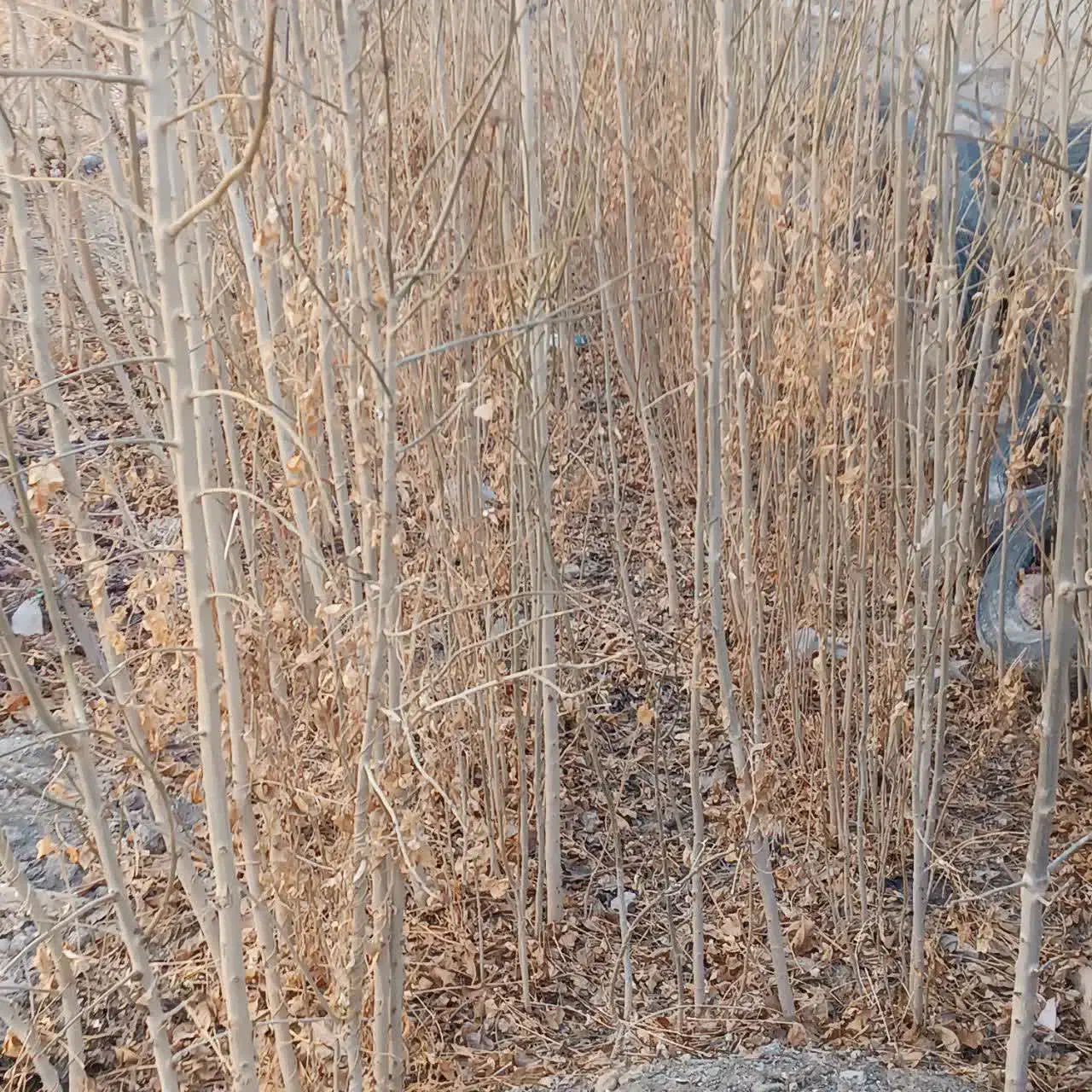 نهال درخت زبان گنجشک|خدمات باغبانی و درختکاری|اصفهان, قهجاورستان|دیوار