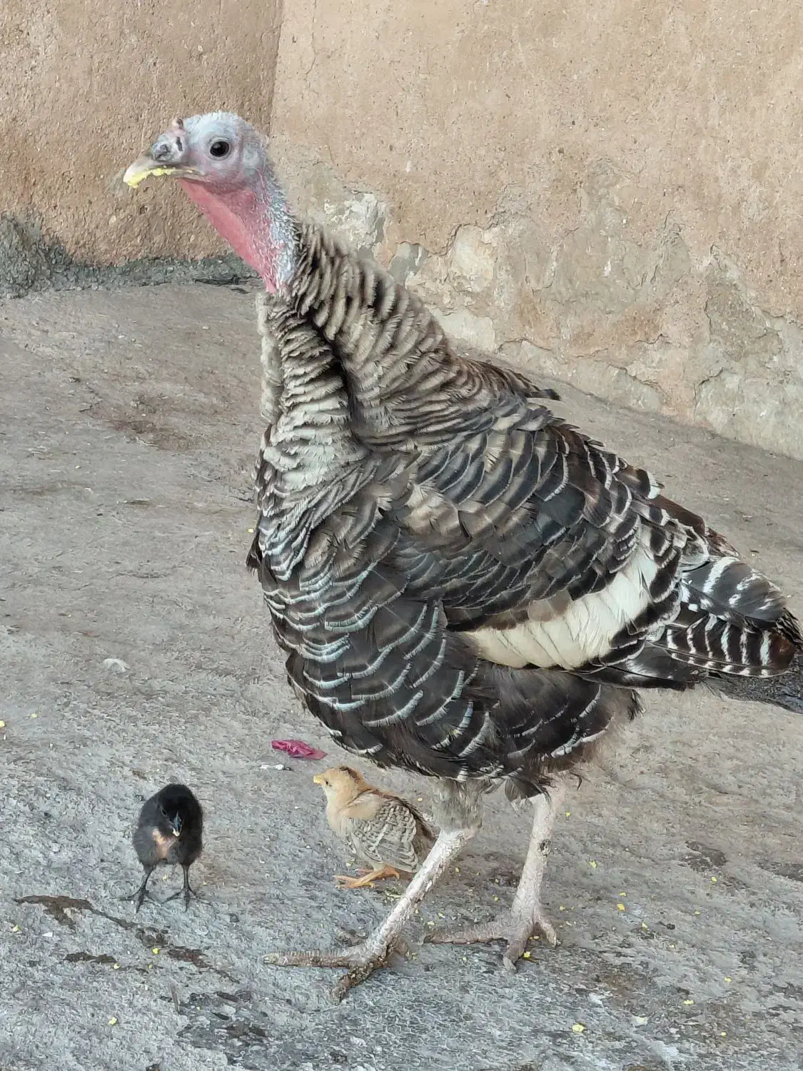 یک عدد بوقلمون با دو عدد جوجه لری|حیوانات مزرعه|پلدختر, |دیوار