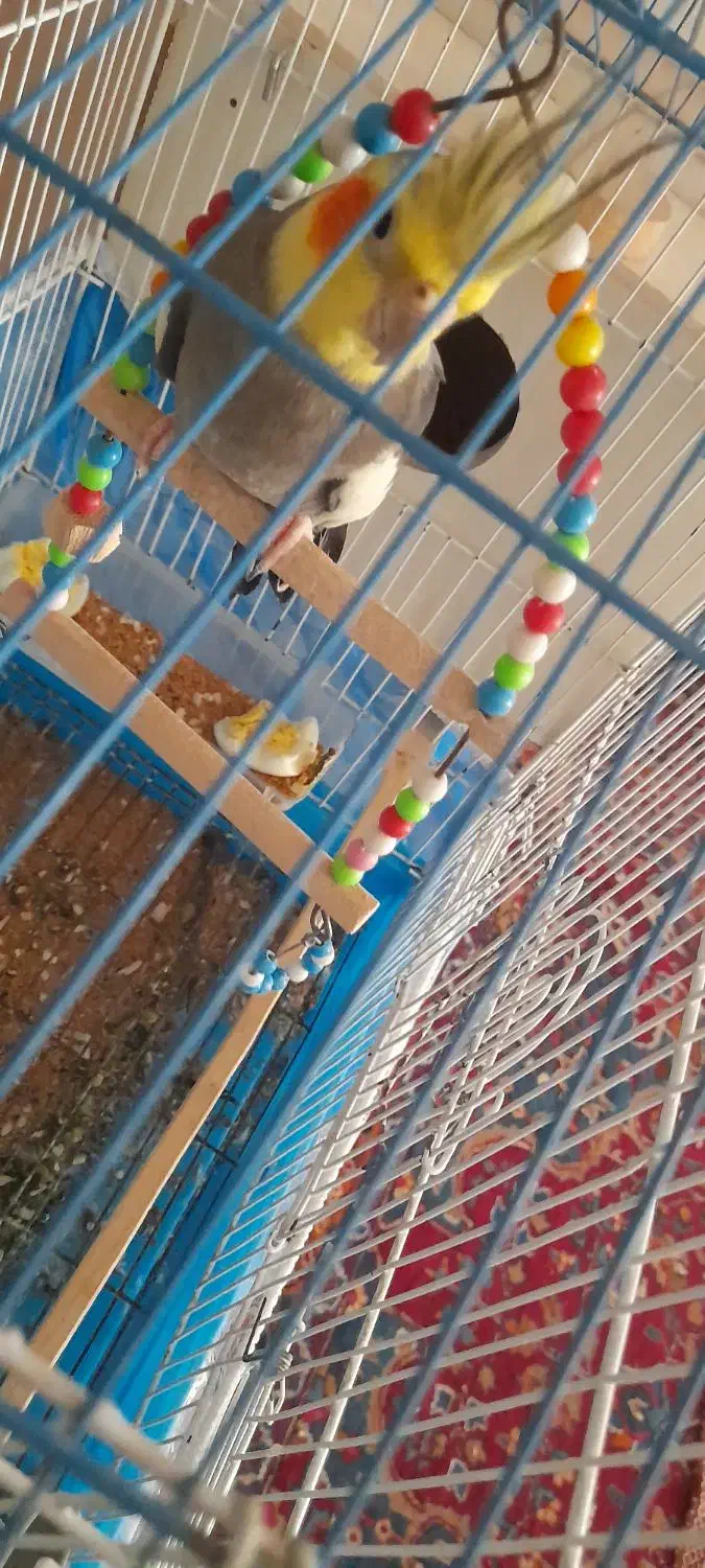 عروس هلندی|پرنده|آذرشهر, |دیوار