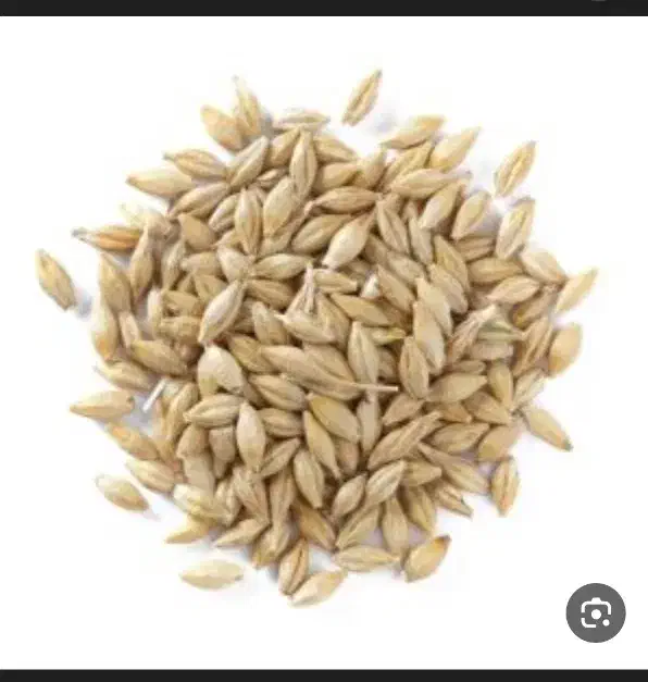 جو آبی|خدمات باغبانی و درختکاری|بزینه رود, |دیوار