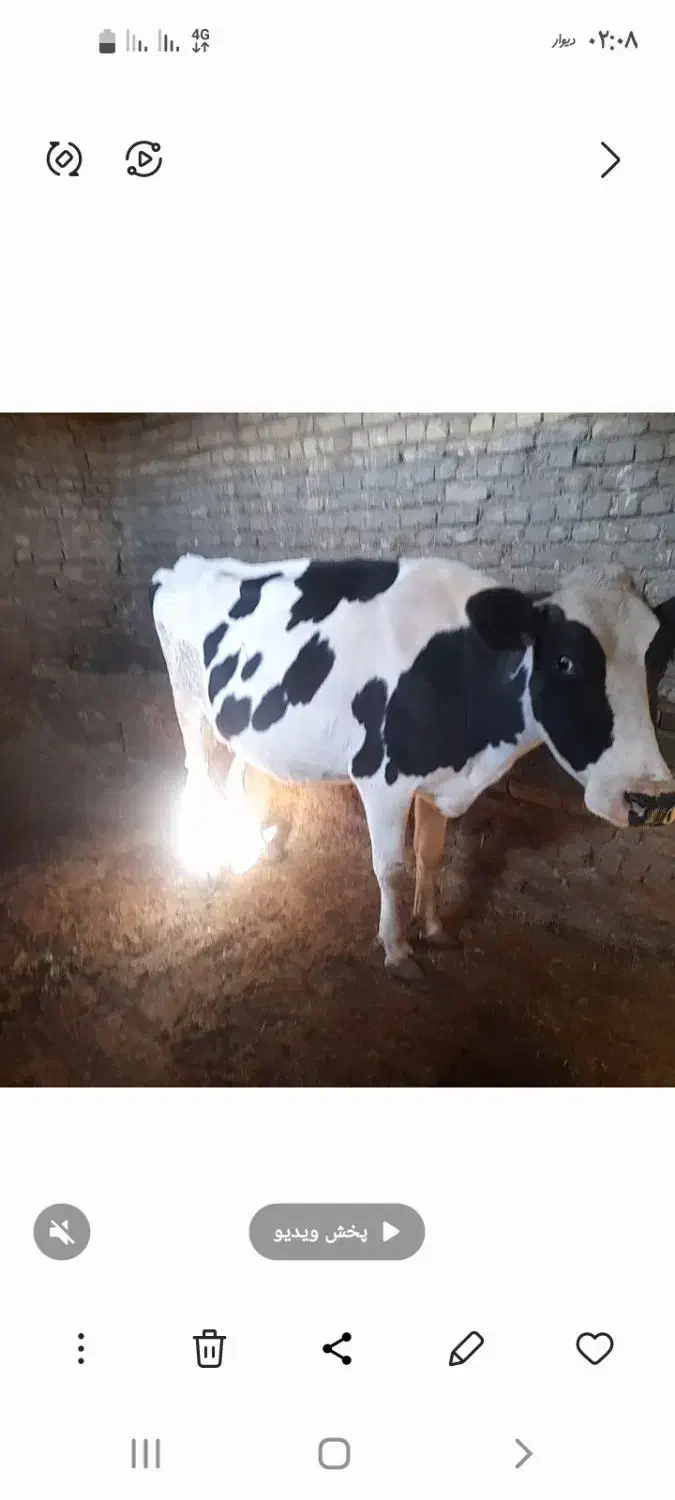 گاو شیری هلشتاین|حیوانات مزرعه|آوج, |دیوار