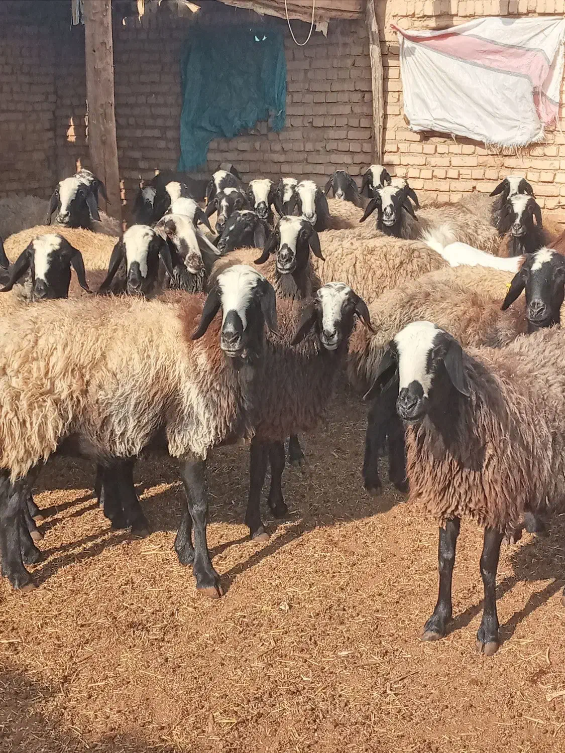 گوسفندشال اصیل ۱|حیوانات مزرعه|سیرجان, |دیوار