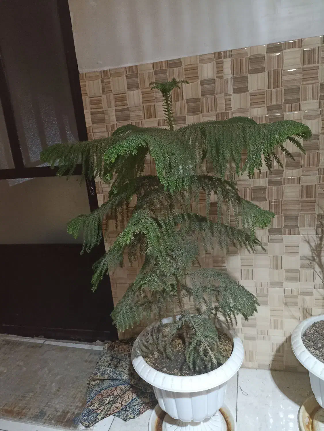 گل کاج مطبغ|گل و گیاه طبیعی|شاهدشهر, |دیوار