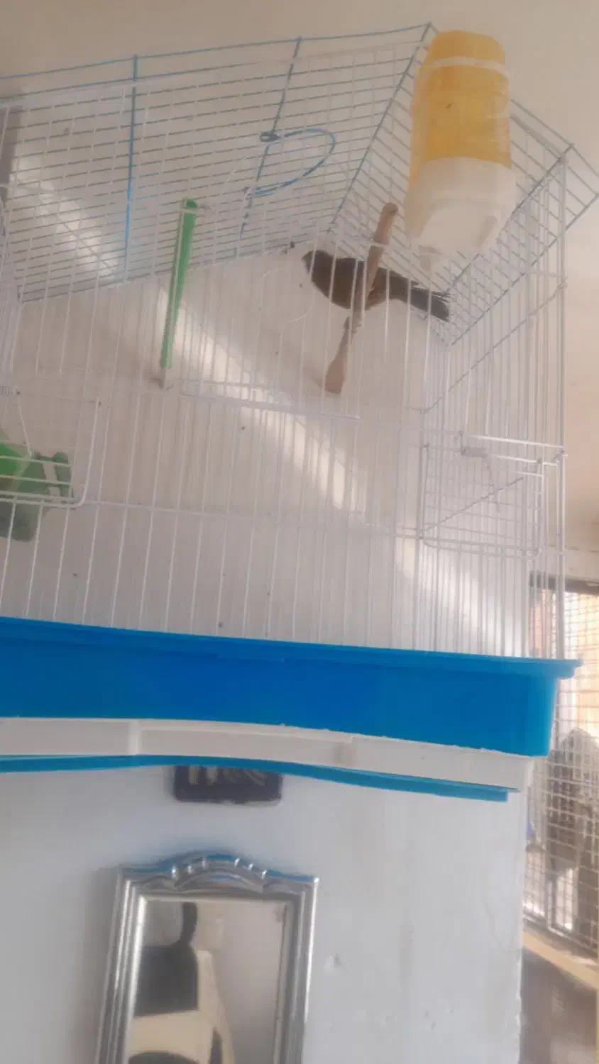 فروش قناری|پرنده|شیراز, شهرک والفجر|دیوار