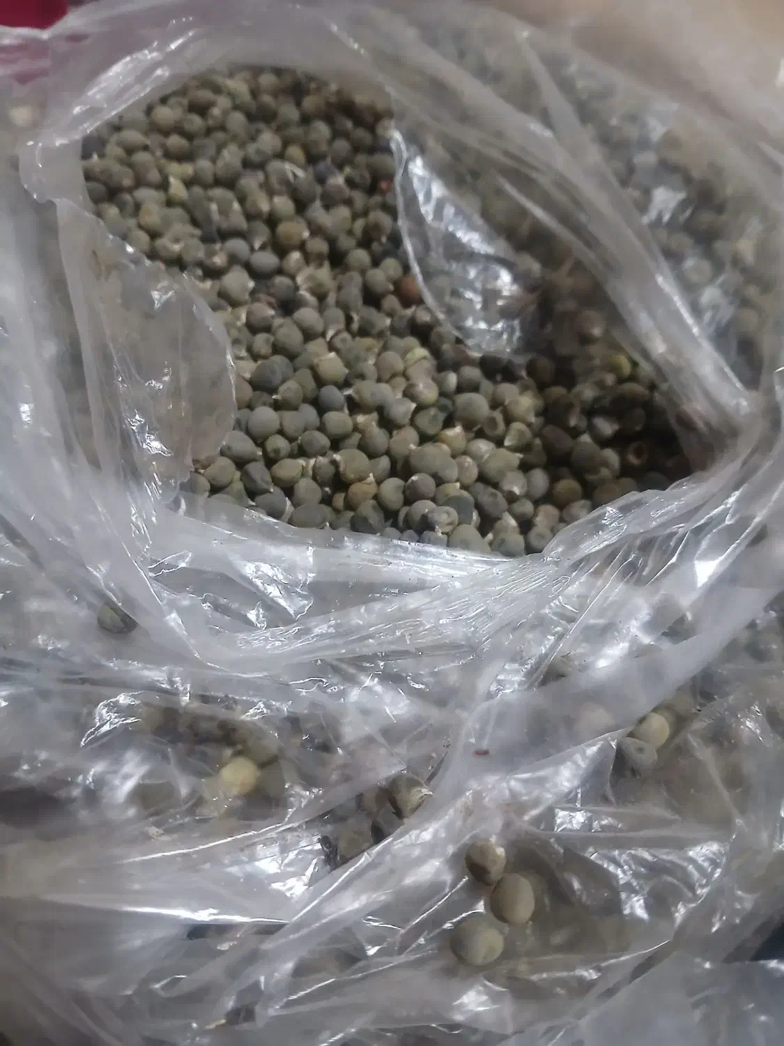 بزر بامیه|خوردنی و آشامیدنی|شوشتر, |دیوار