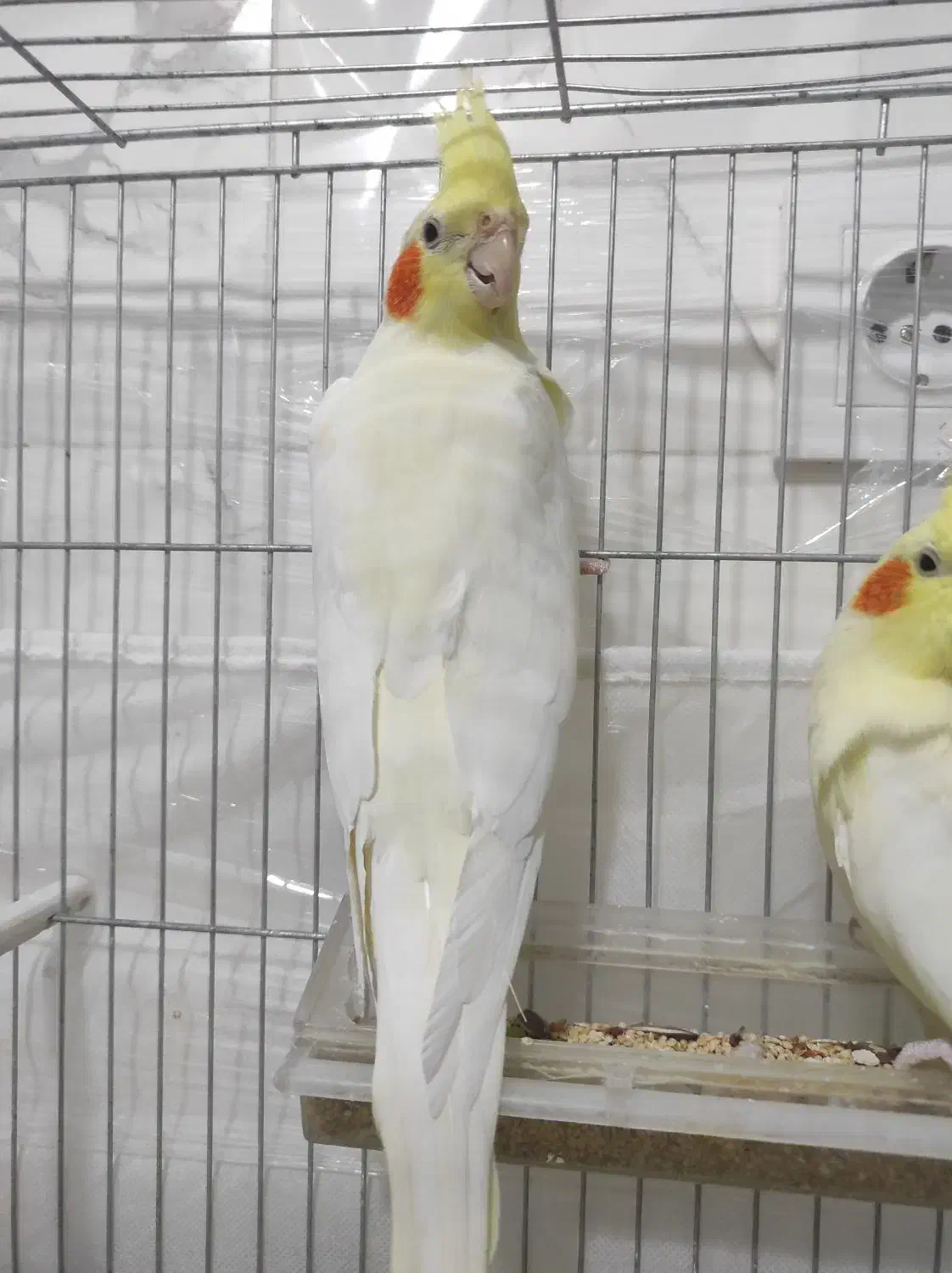 عروس هلندی|پرنده|نقده, |دیوار