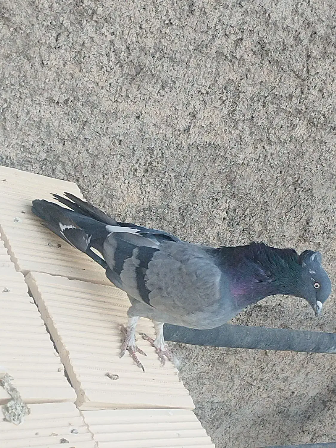 کبوتر دوبهر|پرنده|نجفآباد, یزدانشهر|دیوار