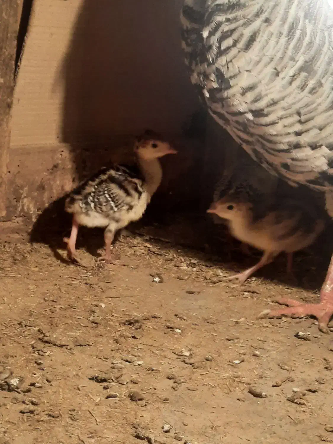 جوجه بوقلمون برنز|حیوانات مزرعه|شلمان, |دیوار