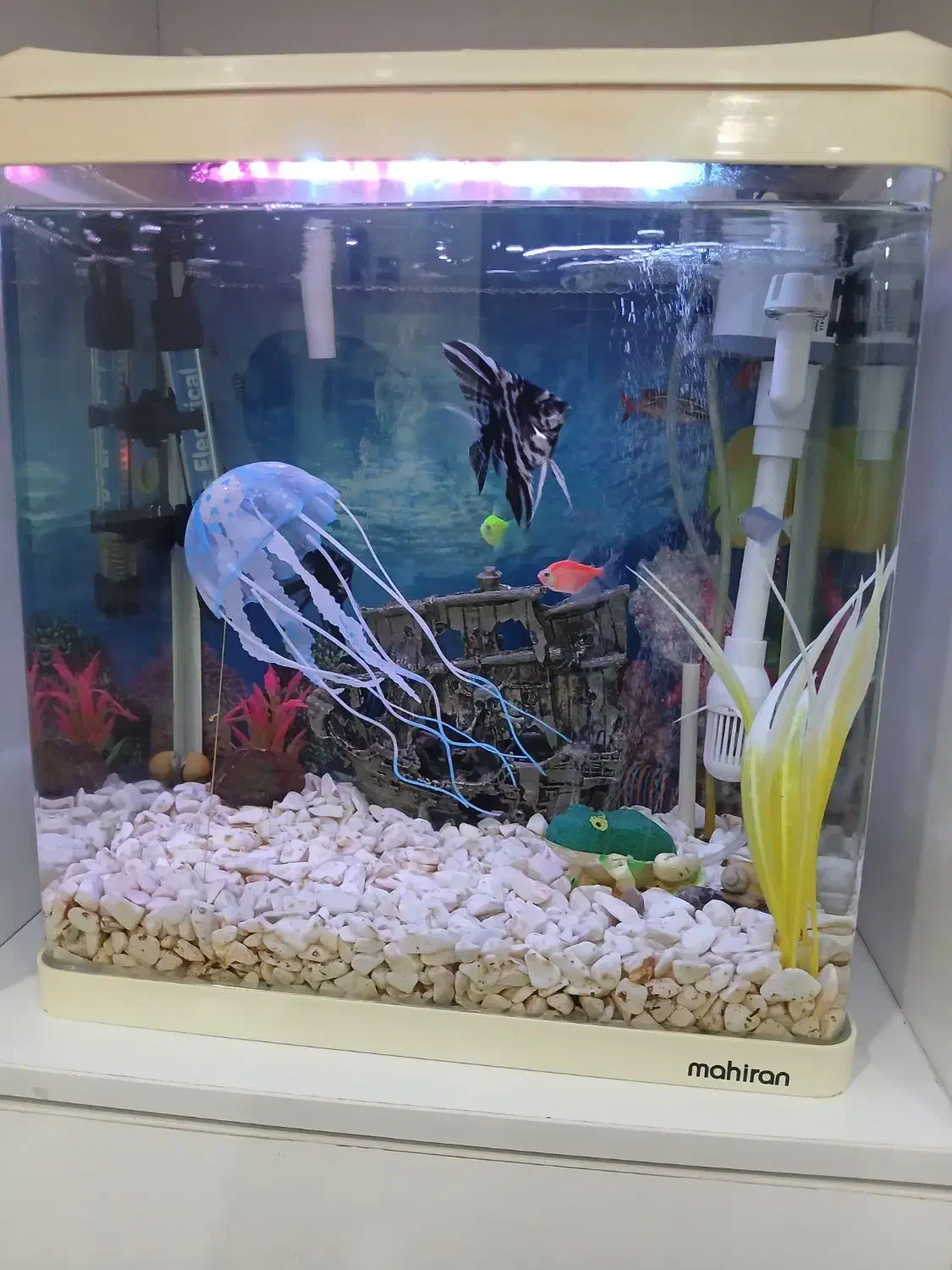 آکواریوم|ماهی|رباطکریم, نصیرشهر|دیوار