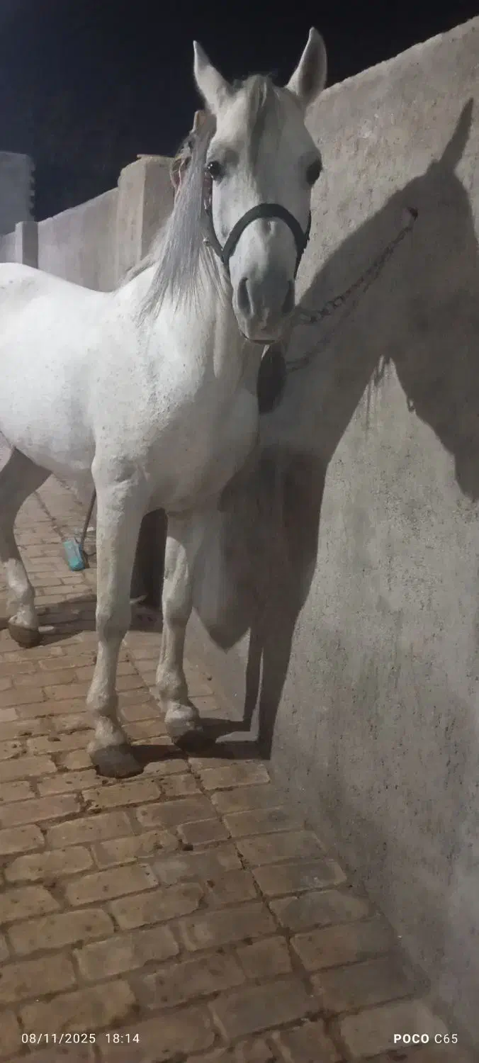 اسب|اسب و تجهیزات اسبسواری|اردکان, |دیوار