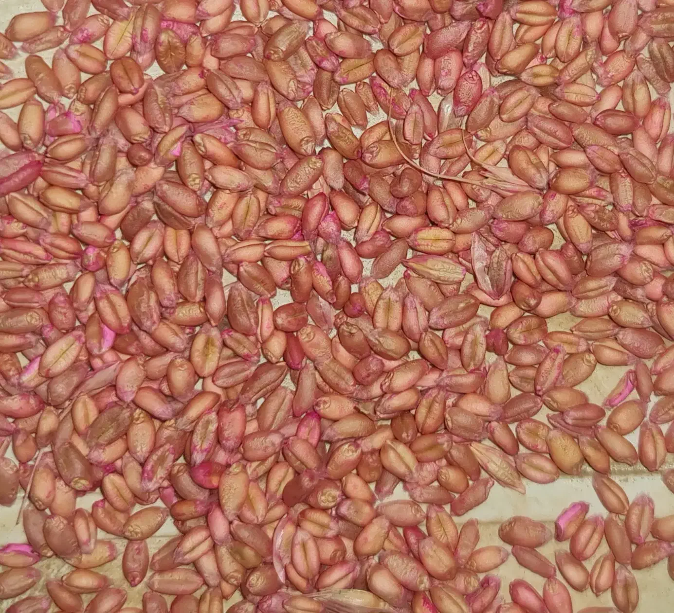 فروش گندم بذری پیشگام مادری بوجاری شده|خدمات باغبانی و درختکاری|سیلاخور, |دیوار