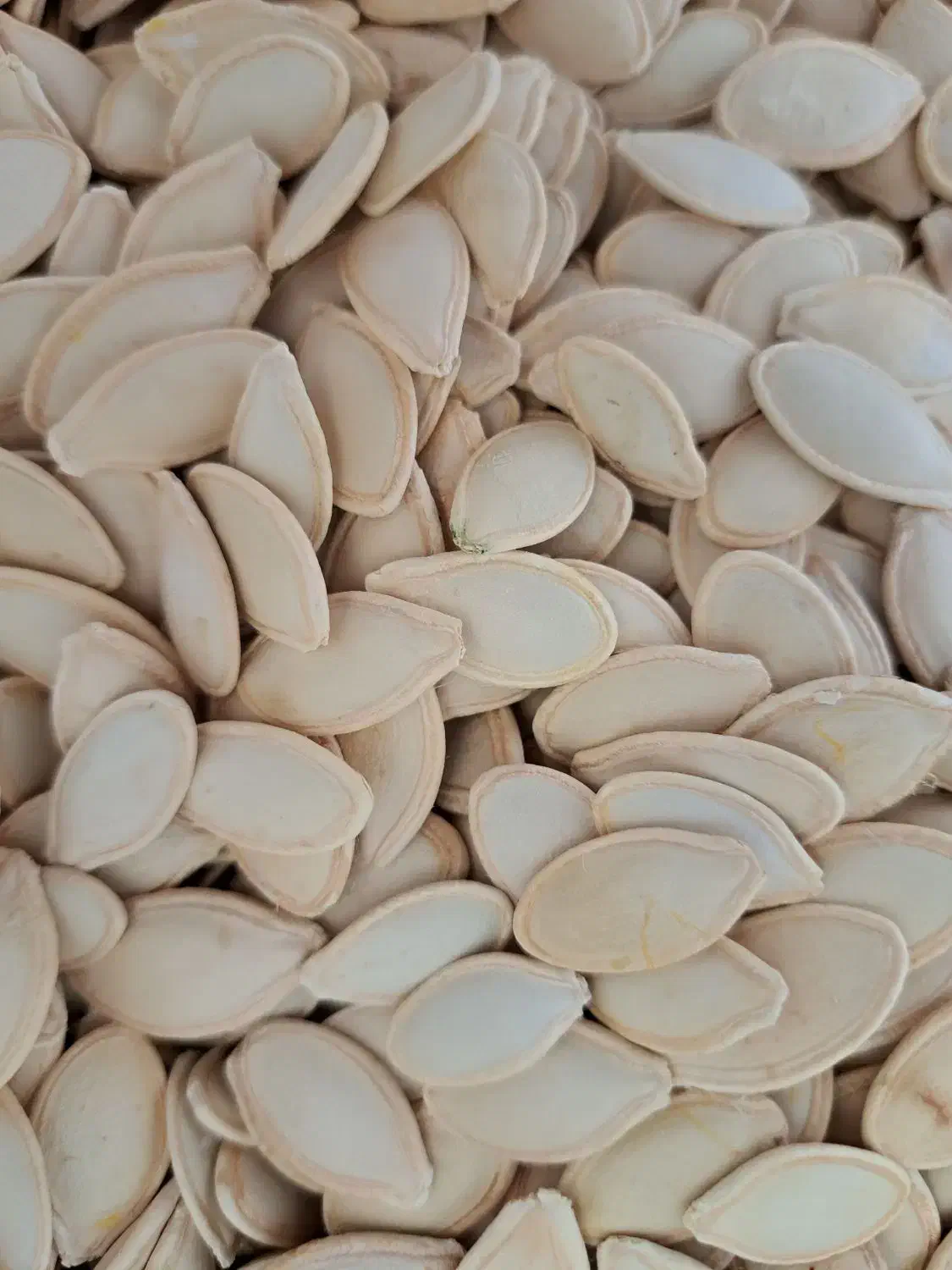 تخمه کدو اعلی درجه یک امسالی|عمدهفروشی|سمیرم, |دیوار