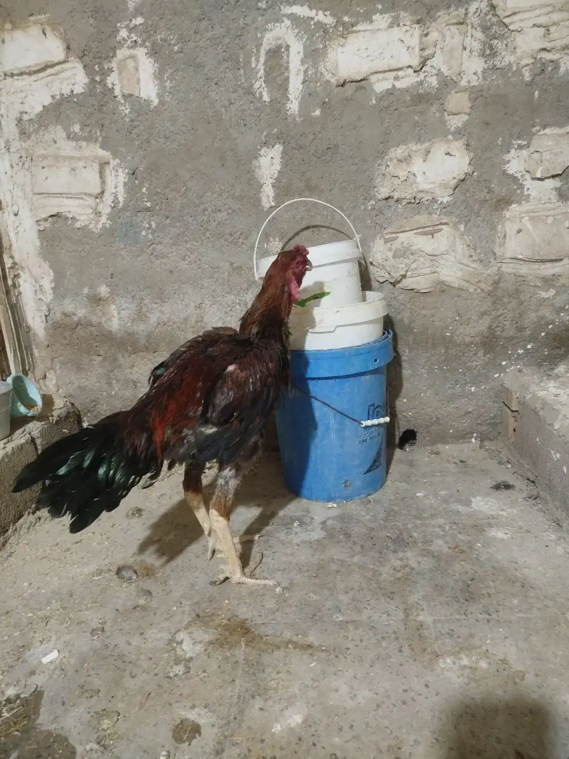 خروس لاری|حیوانات مزرعه|دهلران, |دیوار