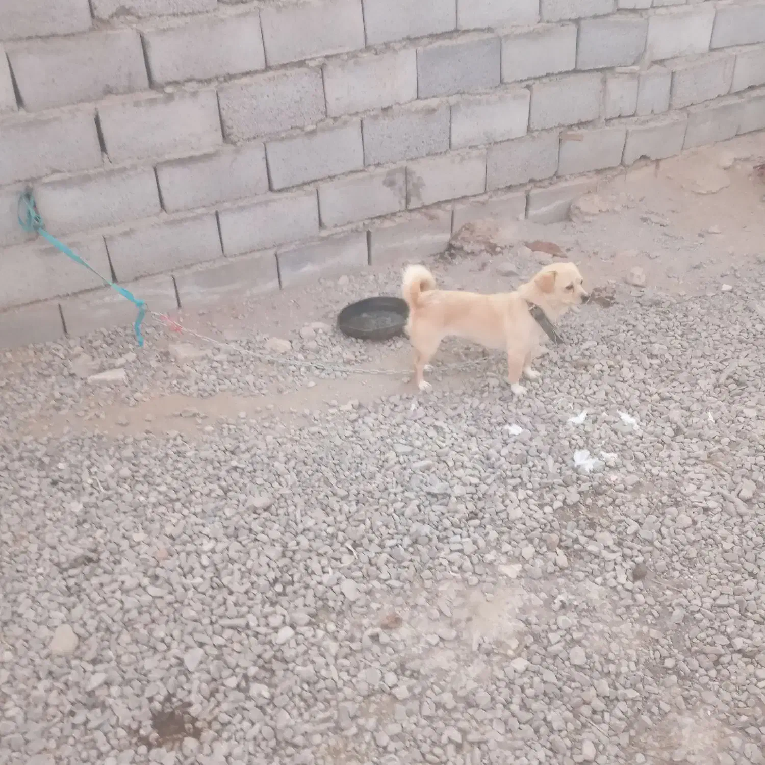 دوعدد سگ پاکوتا واگزار میشود|سگ|زنجان, |دیوار