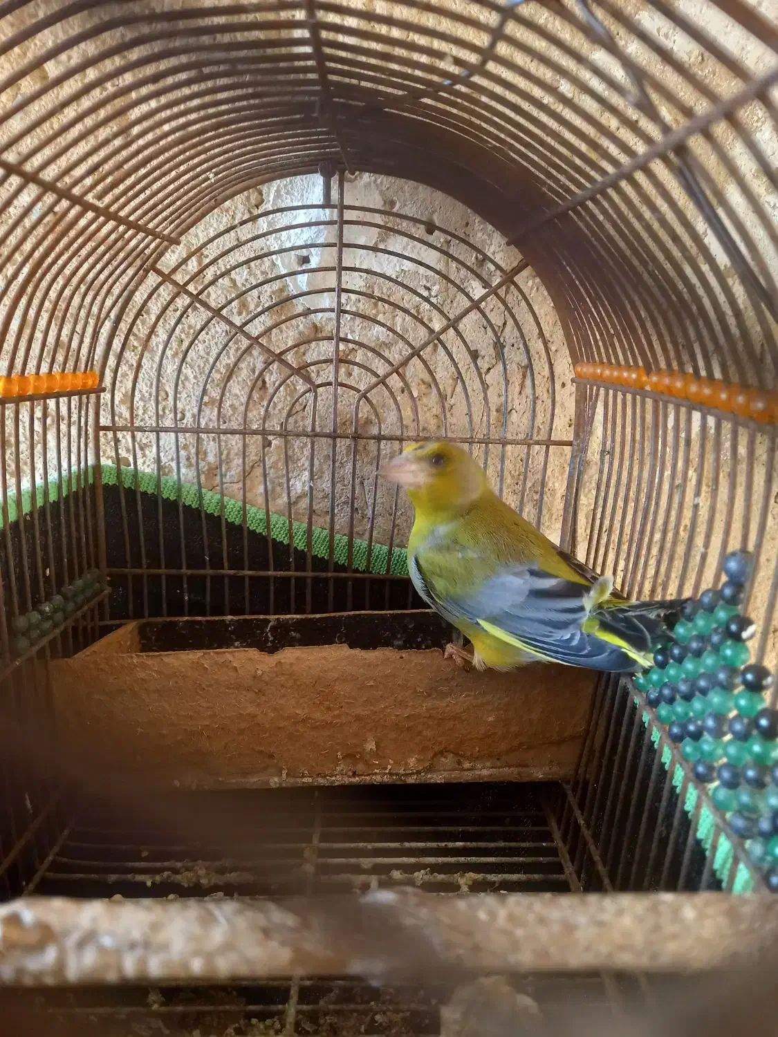 فروش سهره سبز نر دوساله|پرنده|شیراز, ویلاشهر|دیوار