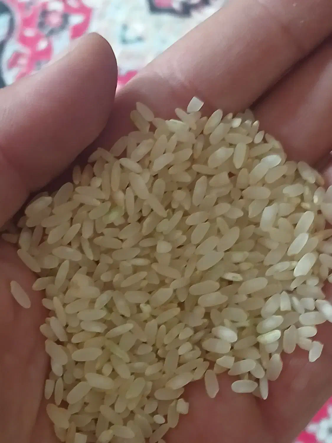 برنج کامفیروزی|خوردنی و آشامیدنی|مرودشت, ثبت احوال|دیوار