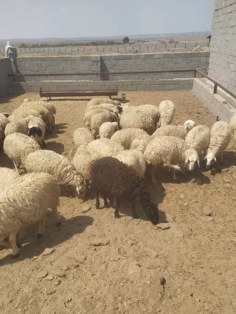 میشینه-فروش یکجا|حیوانات مزرعه|کرمان, |دیوار